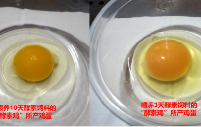 “酵素鸡”宣传推广计划座谈会在广东惠州举行