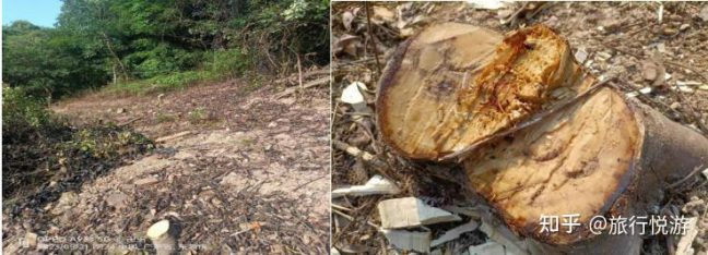 v2-8ded7cd5626338af4af8760ae2673214_1440w